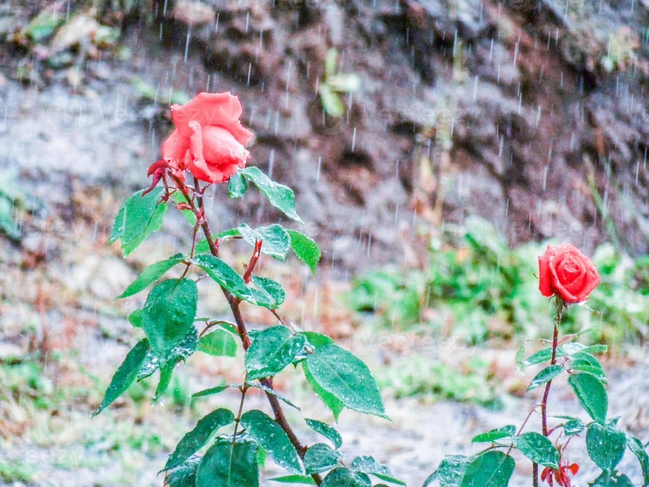 levantou-se na chuva foto