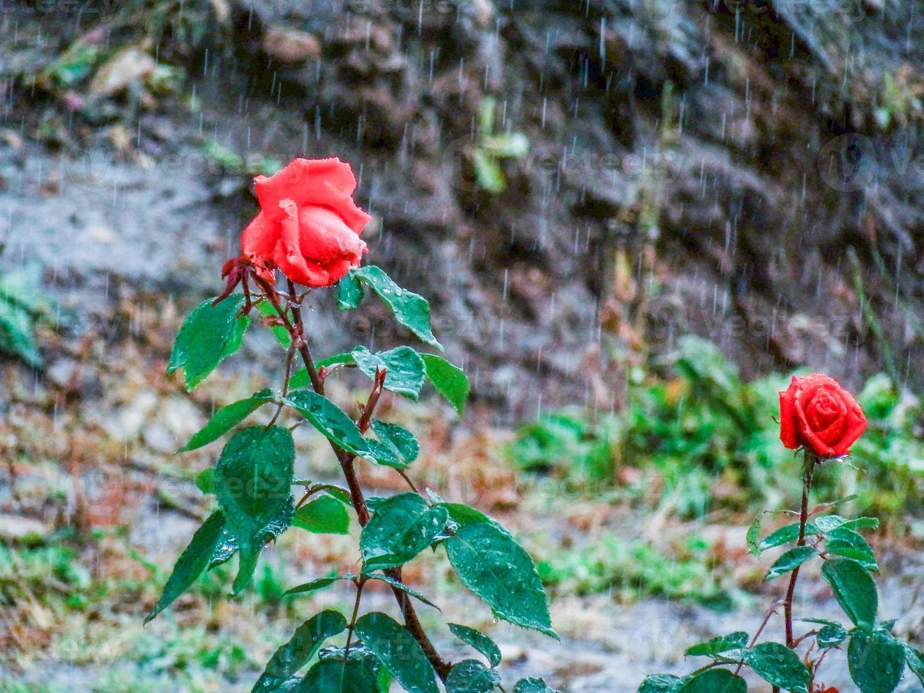 levantou-se na chuva foto