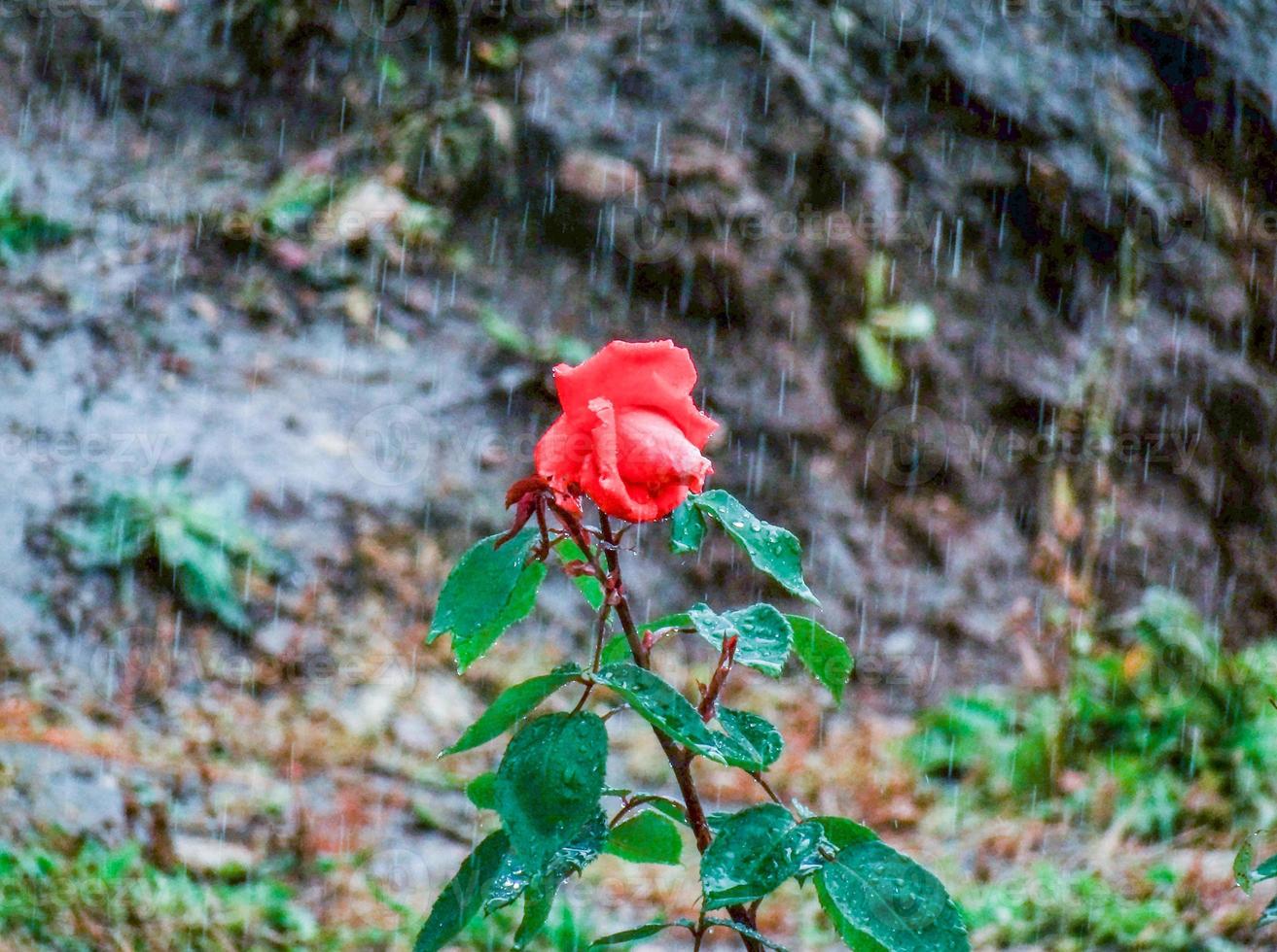 levantou-se na chuva foto