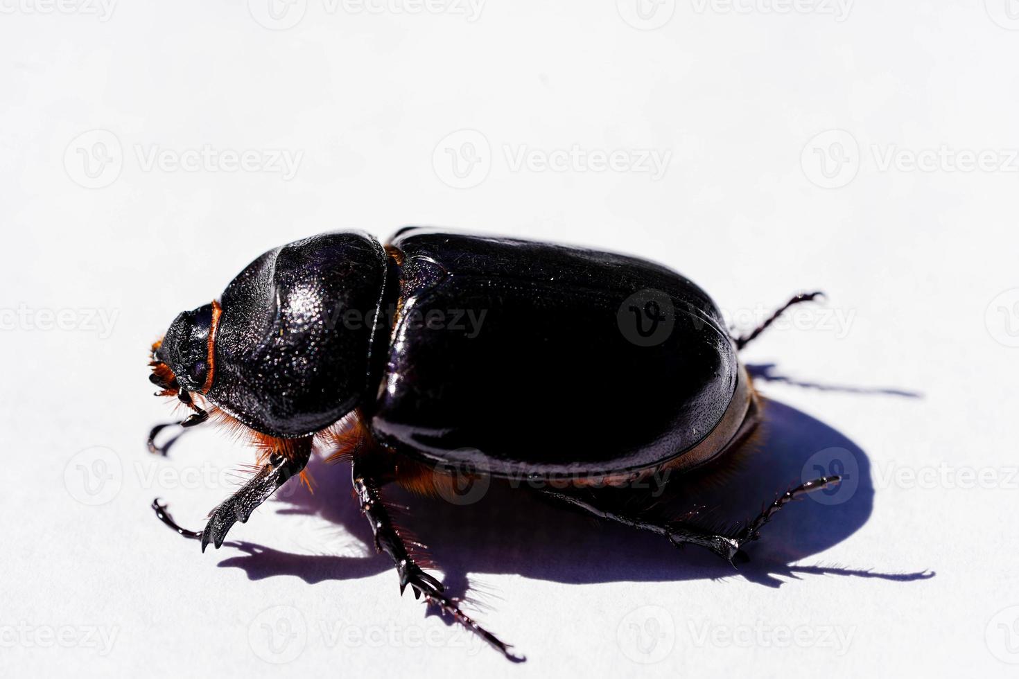 besouro rinoceronte feminino oryctes nasicornis no jardim foto