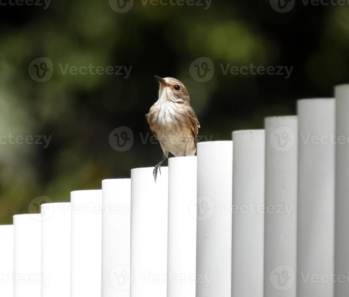 o papa-moscas muscicapa striata foto