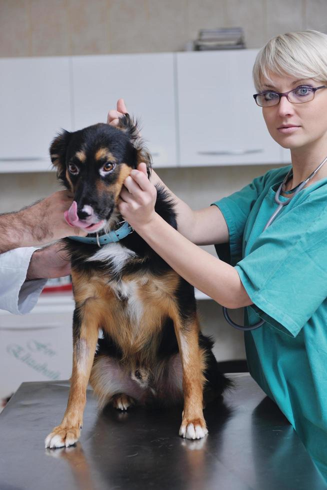 visão veterinária feminina foto