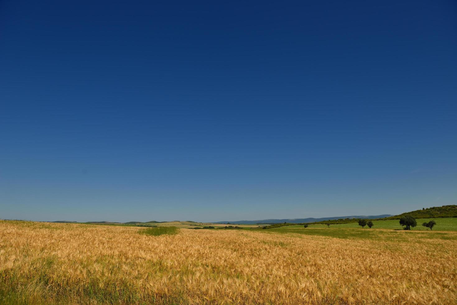 campo de trigo com céu azul ao fundo foto