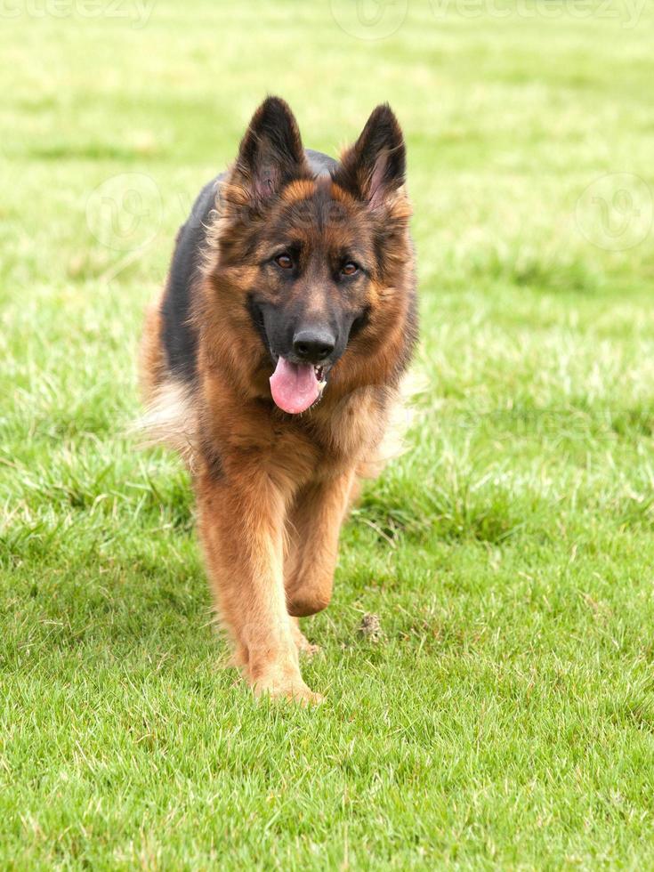 cão de pastor alemão na grama verde foto