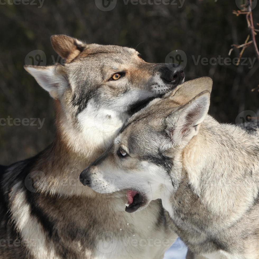 cão-lobo tcheco-eslovaco cortejando cadela saarloos foto