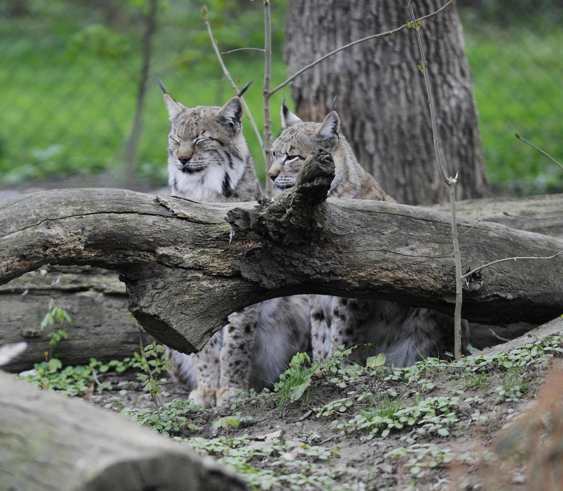 animais no zoológico foto