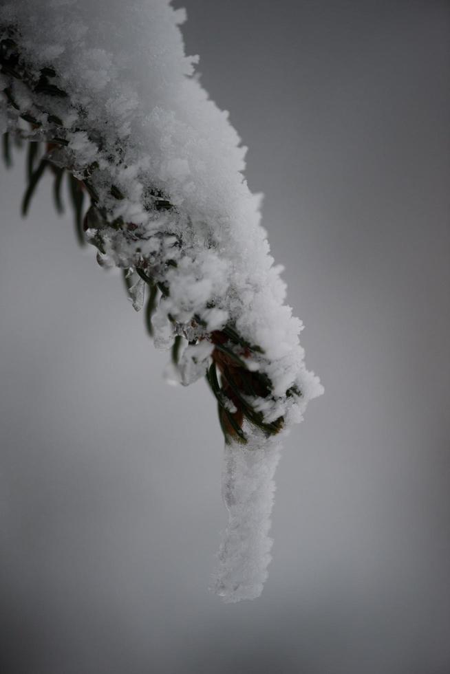 pinheiro perene de natal coberto de neve fresca foto