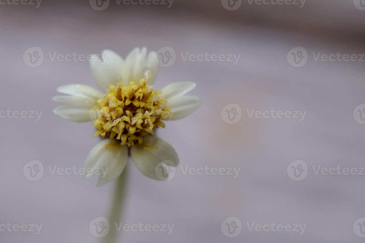 um close-up de uma flor de grama com uma gota de chuva, um close-up de uma flor de grama à distância traz os detalhes. foto