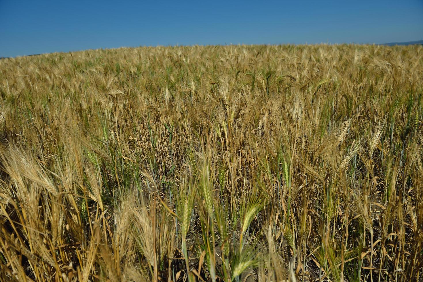 campo de trigo com céu azul ao fundo foto