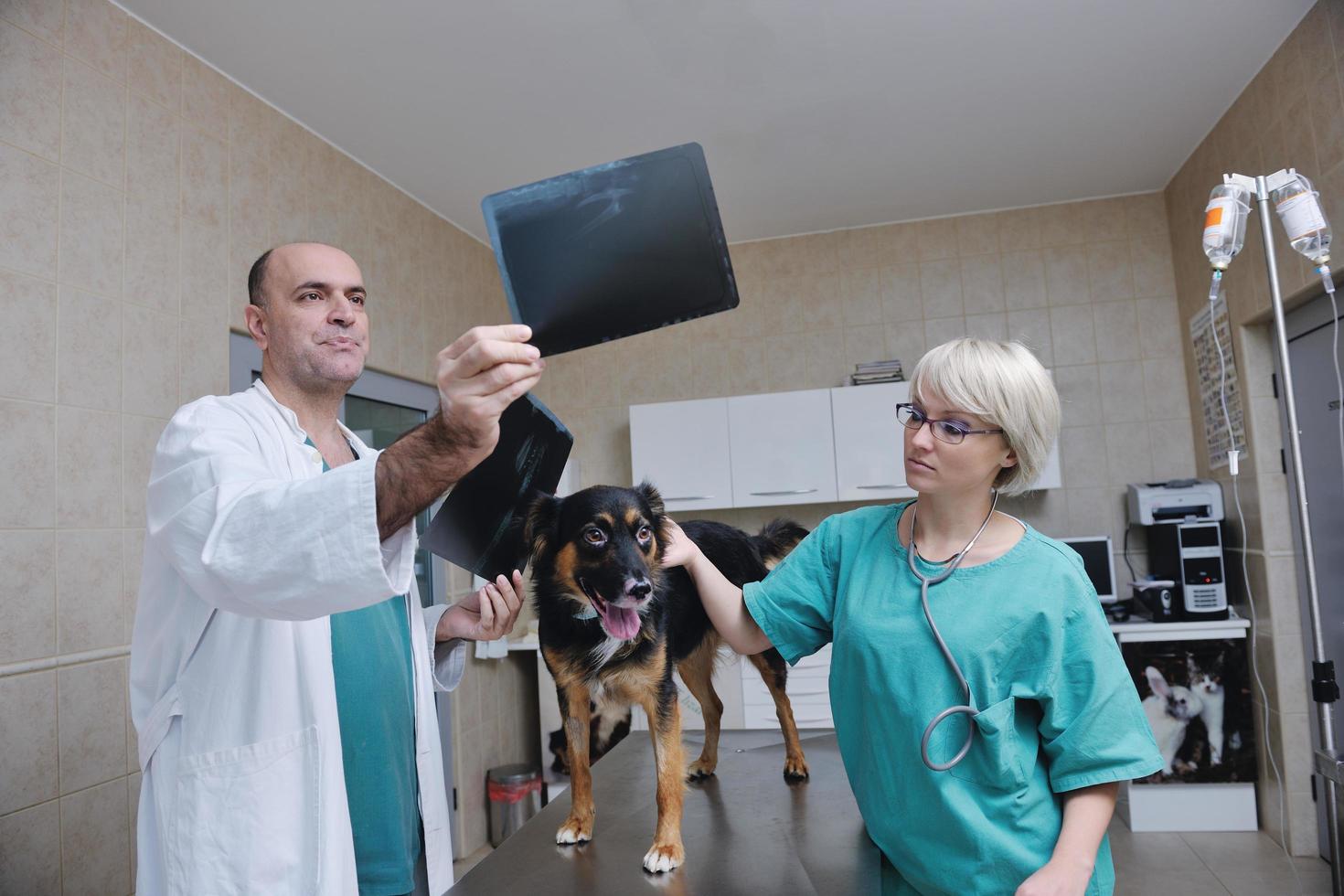 veterinário e assistente em uma clínica de pequenos animais foto