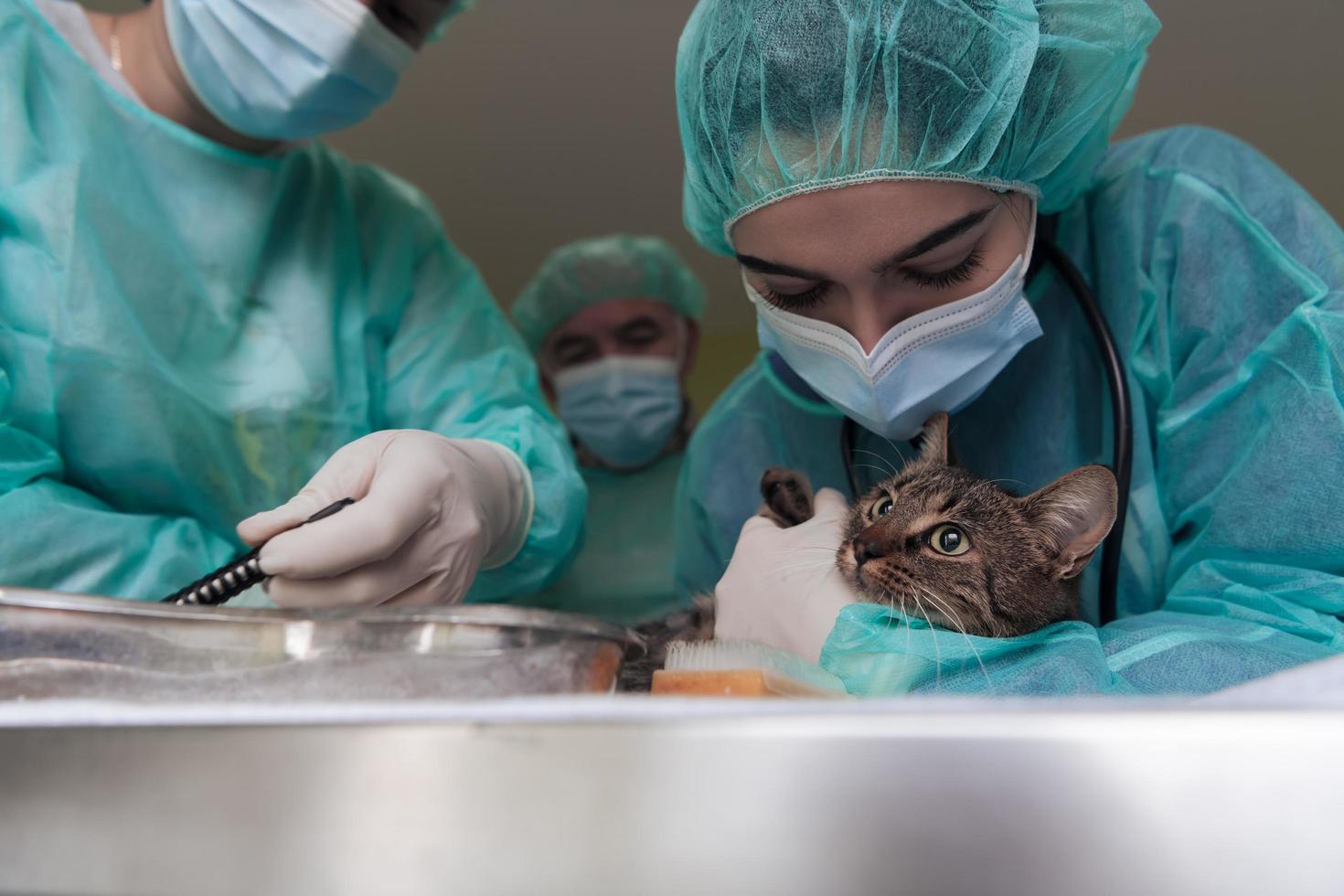 equipe veterinária para o tratamento de gatos doentes, hospital de animais. preparando o gato para a cirurgia raspando a barriga. foto
