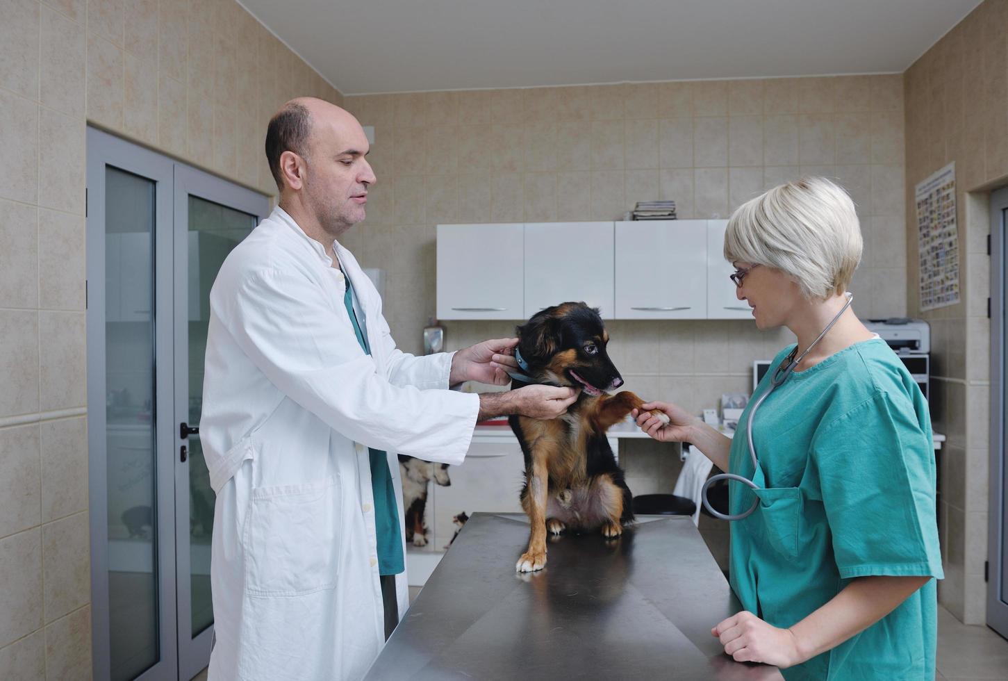 veterinário e assistente em uma clínica de pequenos animais foto