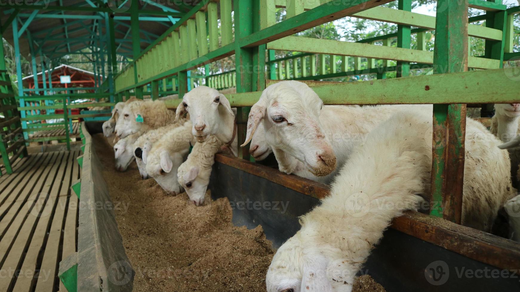 a atmosfera de uma fazenda de ovelhas na regência de malang, indonésia foto