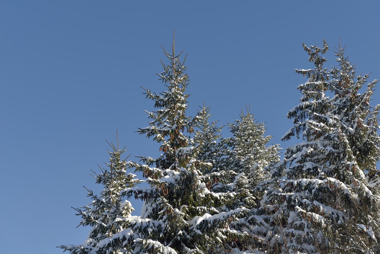 paisagem de montanha do inverno foto