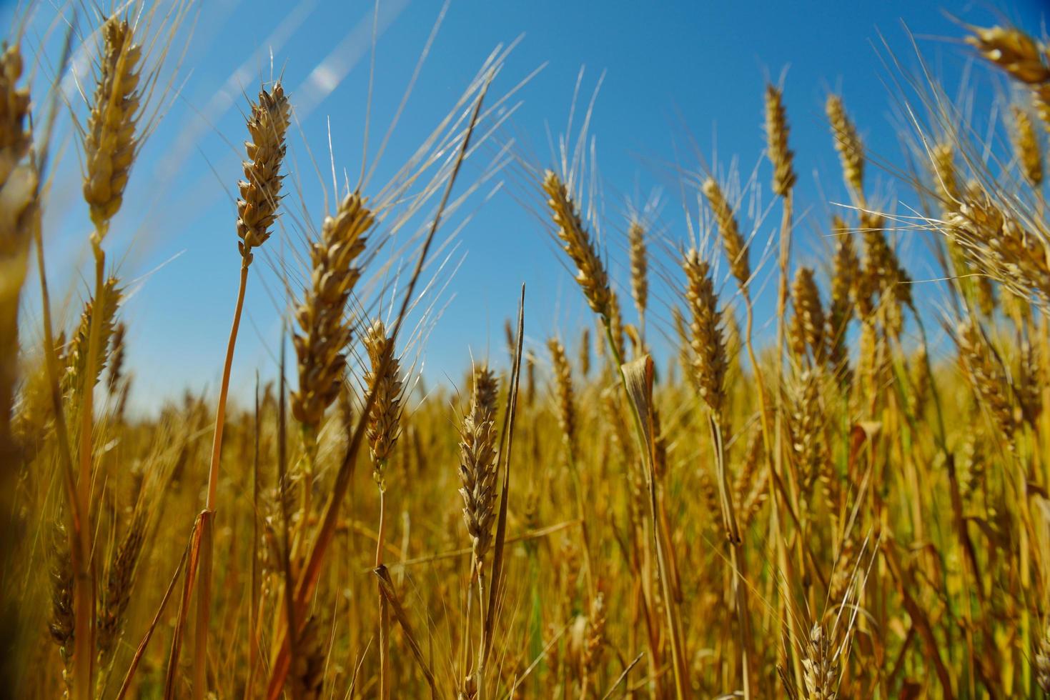 campo de trigo com céu azul ao fundo foto