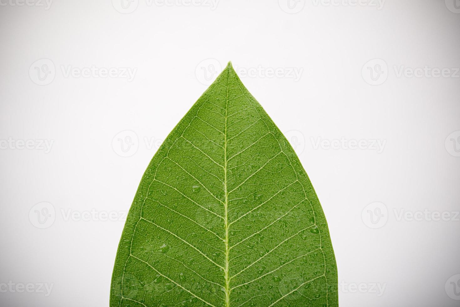 esqueletos e textura de folha verde com gota de água para plano de fundo macro isolado no fundo branco foto