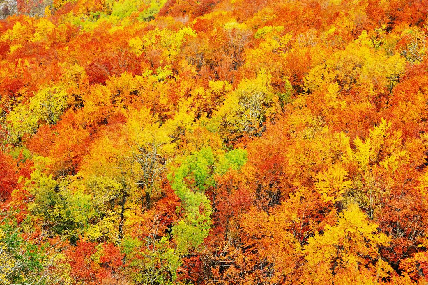 fundo de folhas de laranja de outono foto