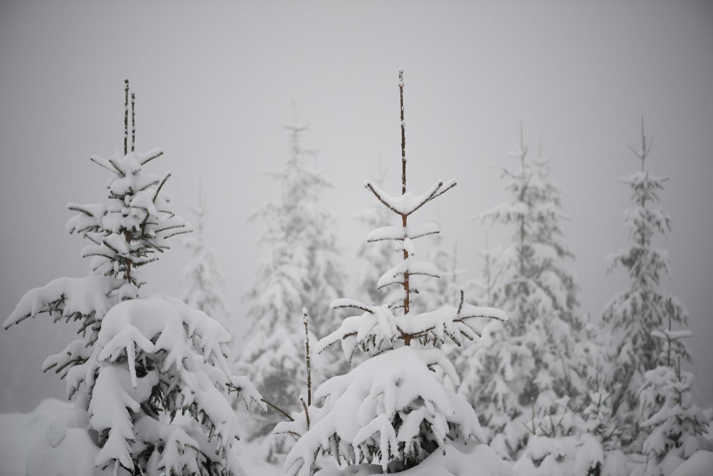 pinheiro perene de natal coberto de neve fresca foto