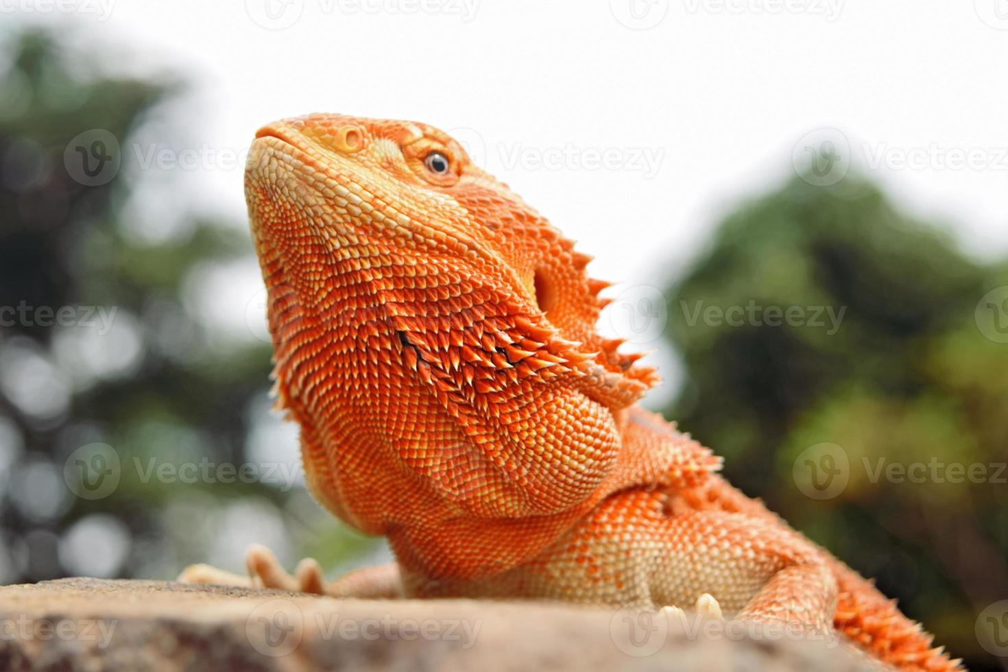 dragão barbudo closeup. fotografia de animais de estimação foto