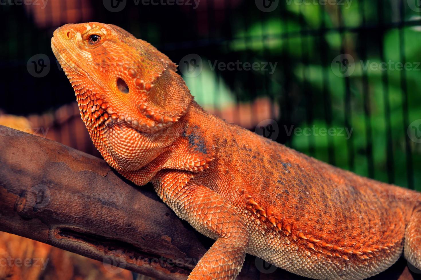 dragão barbudo closeup. fotografia de animais de estimação foto