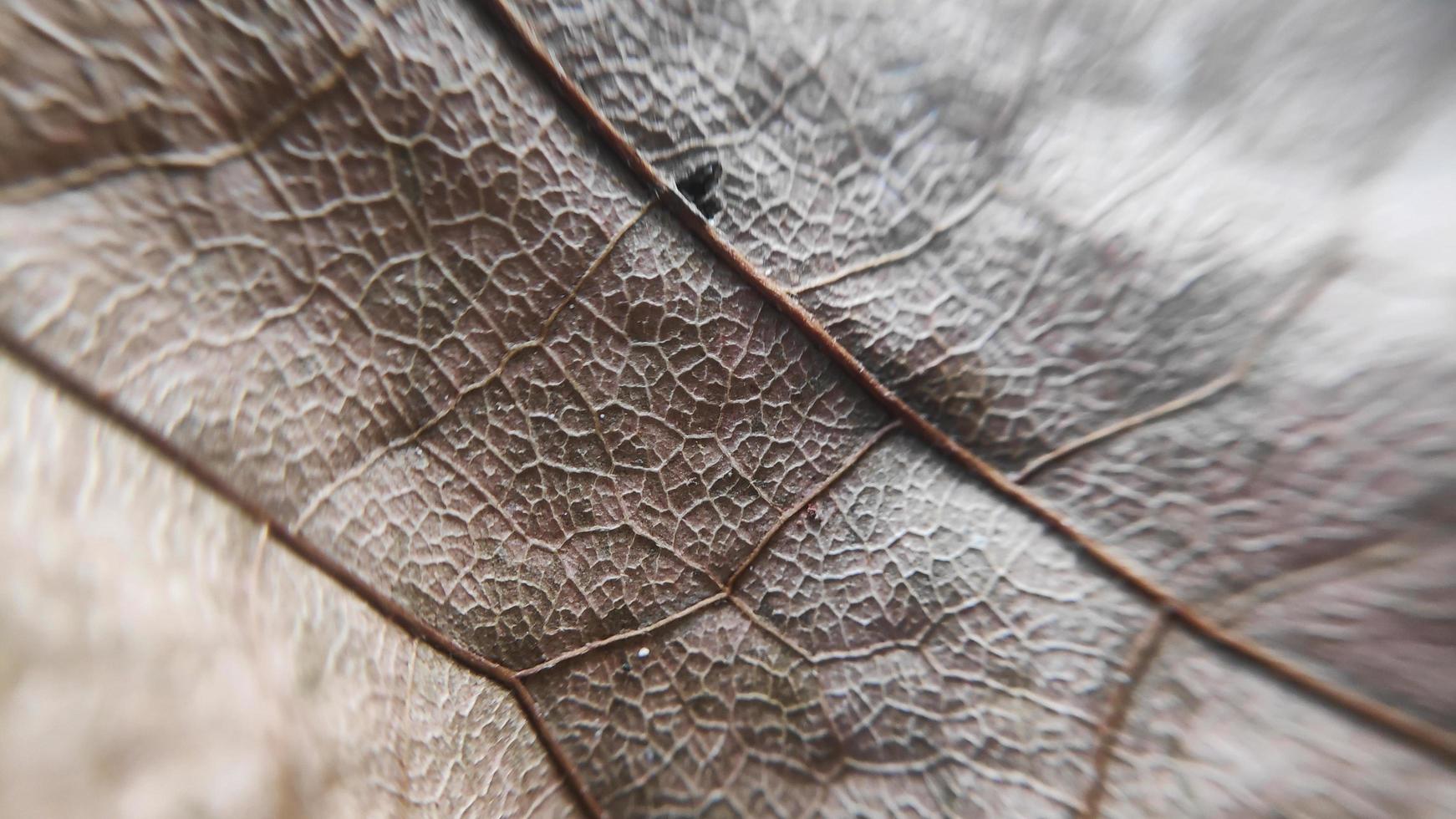 textura de folhas de teca cinza, fundo de outono foto