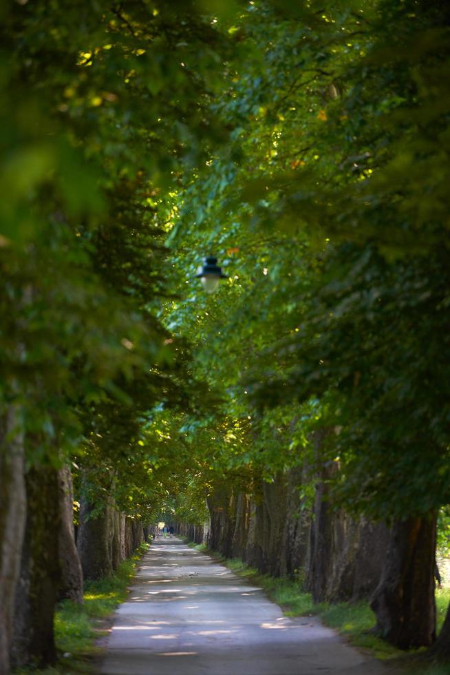 estrada rural através do beco da árvore em foto