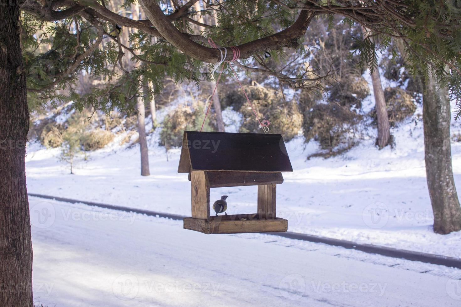 chickadee come sementes de girassol no alimentador no inverno foto