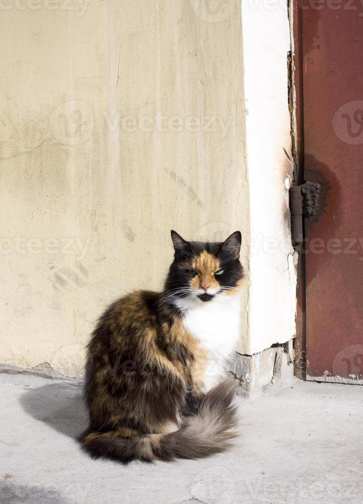 gato tricolor em um espaço de cópia de fundo marrom foto