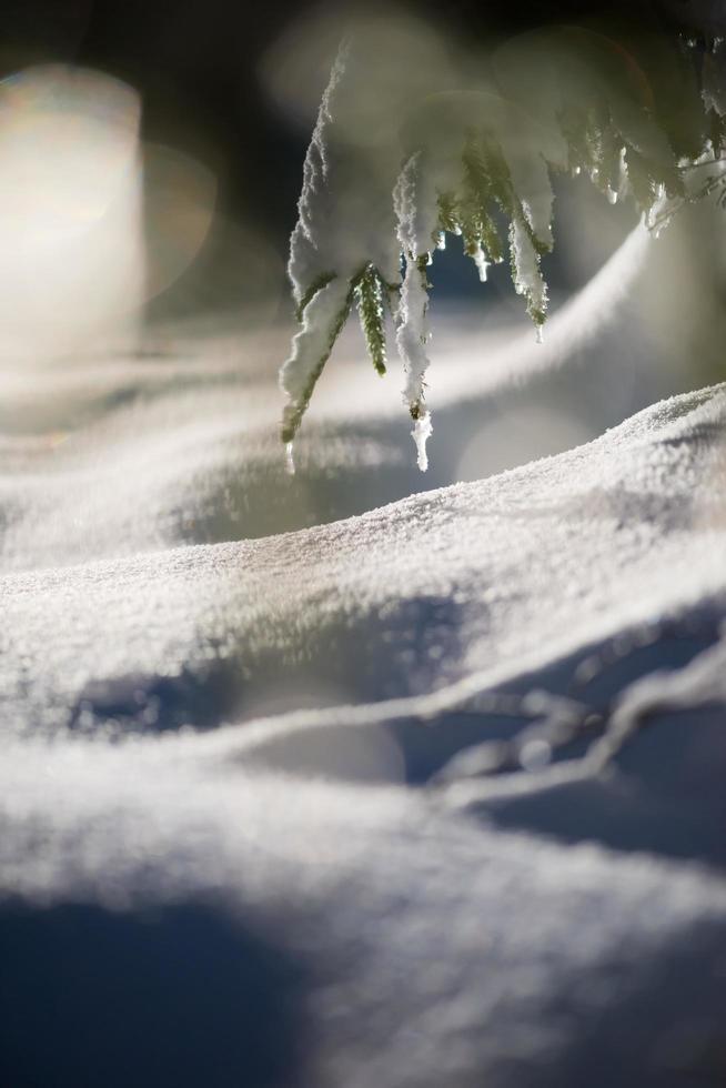 árvore coberta de neve fresca na noite de inverno foto