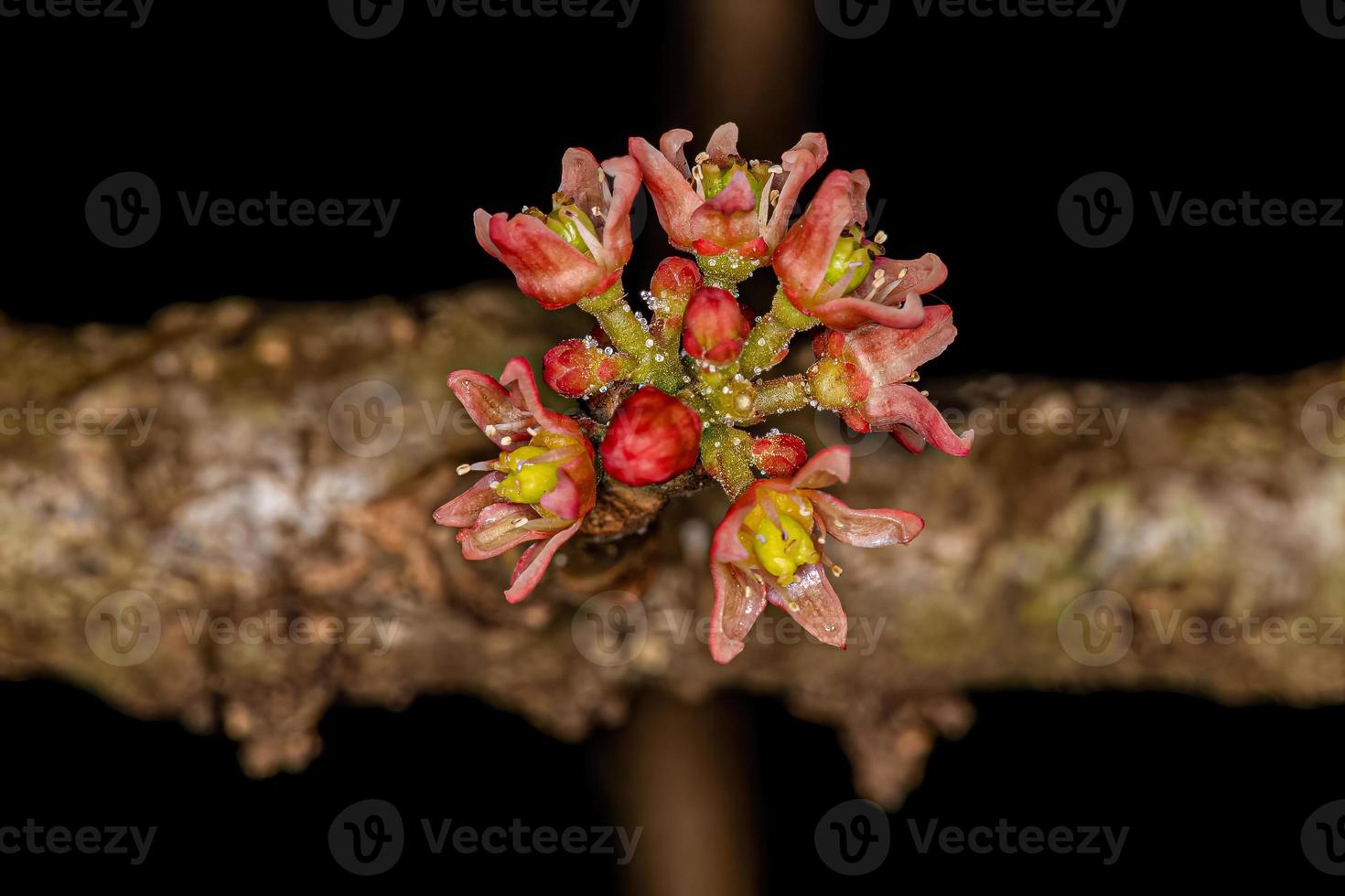 flor de planta de cajá vermelha foto