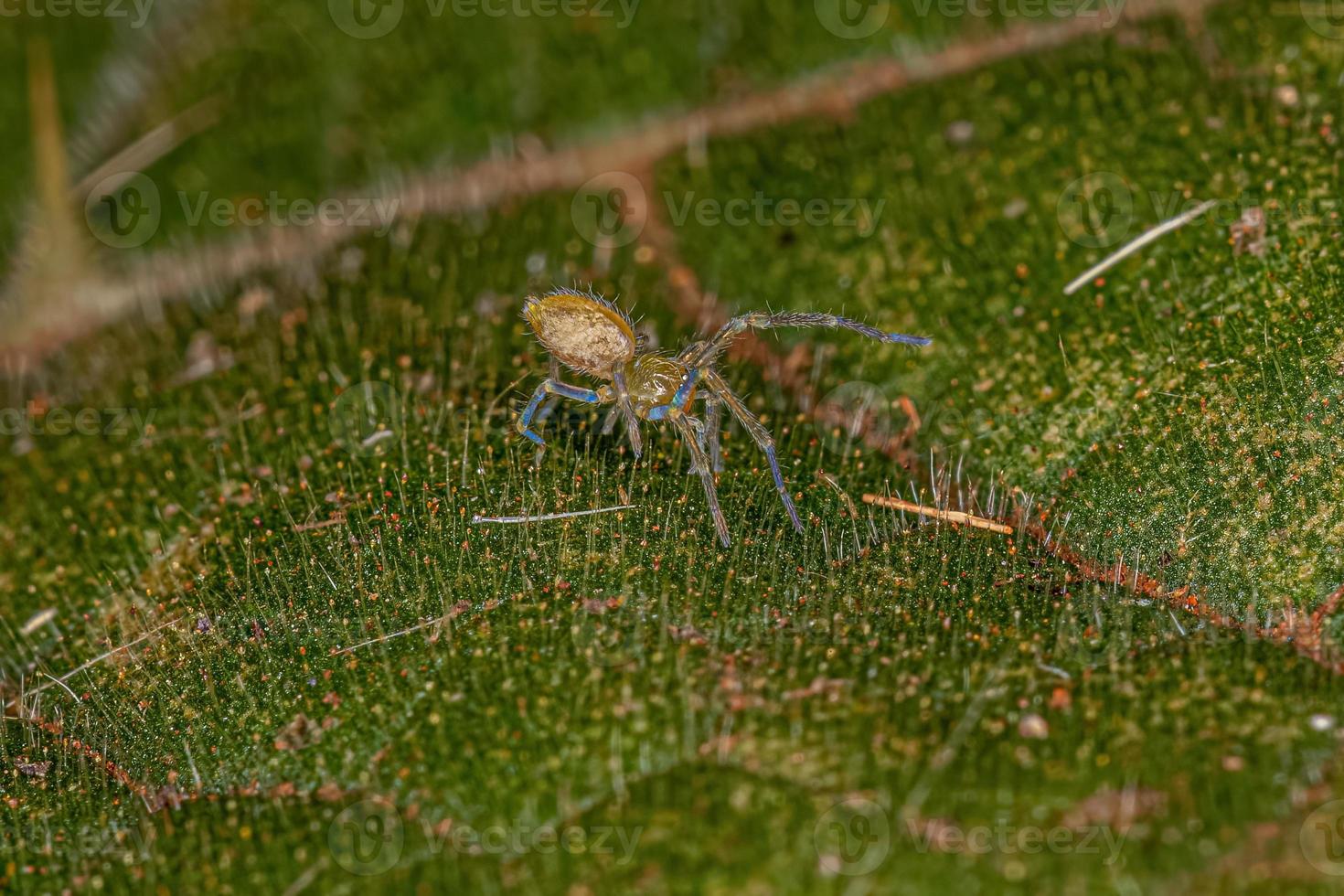 pequena aranha entelegina foto