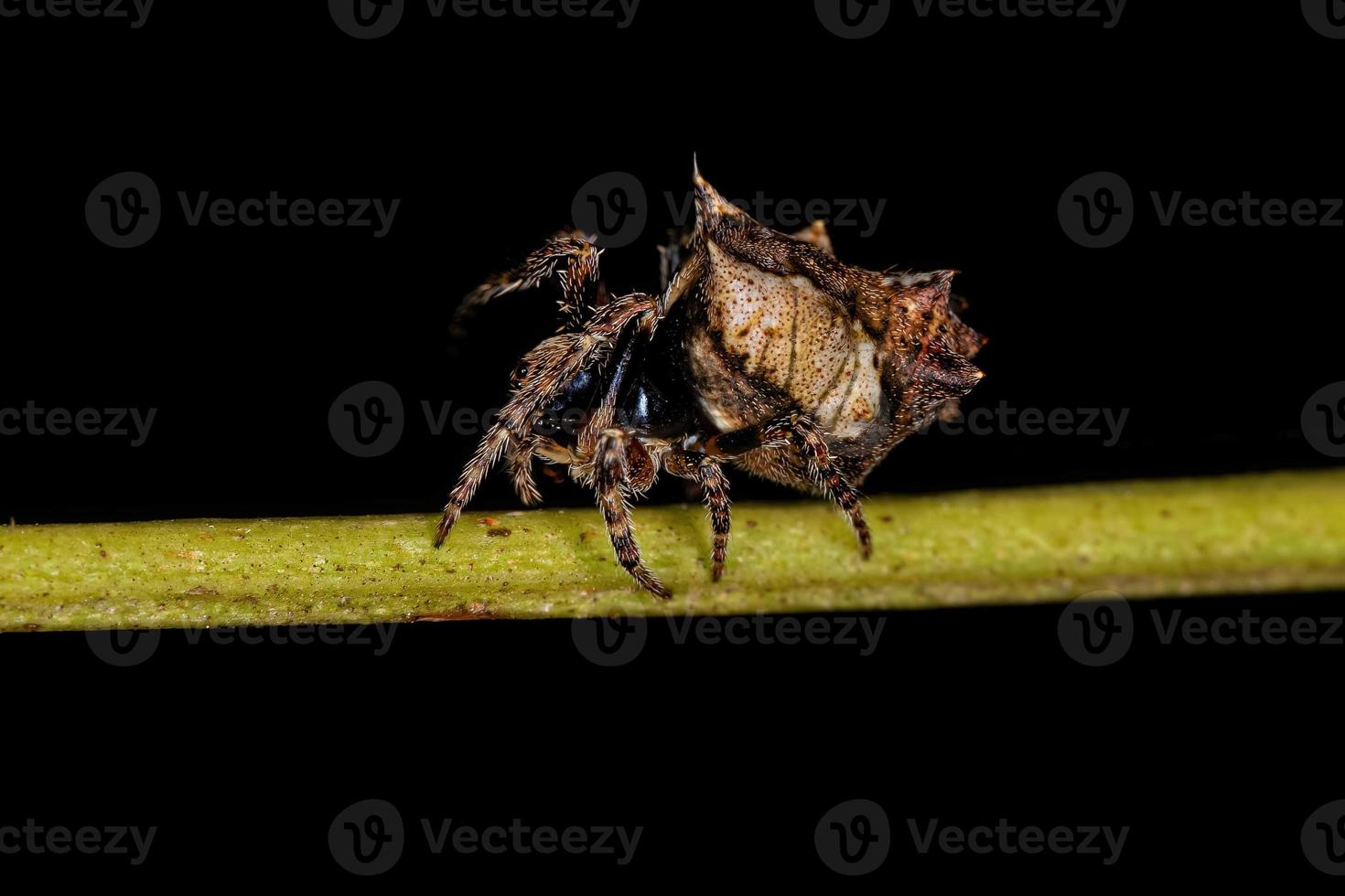 pequeno orbweaver típico foto