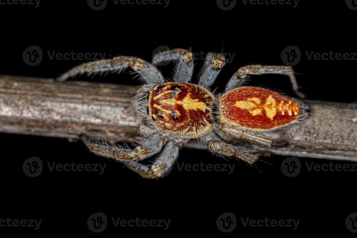 aranha saltadora fêmea adulta foto