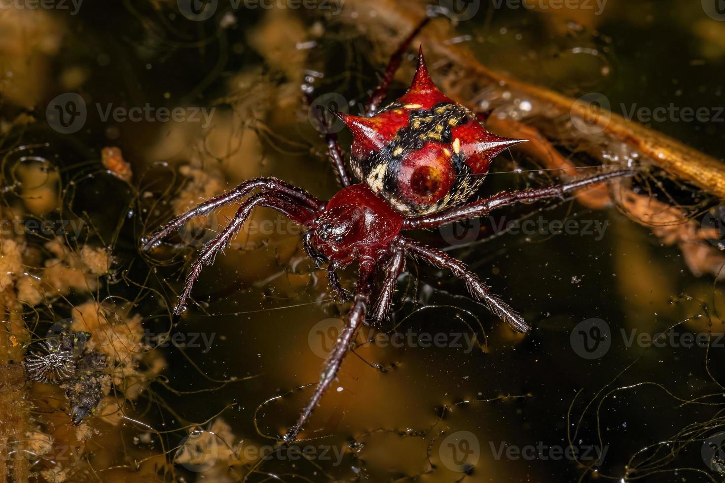 orbweaver fêmea adulta foto