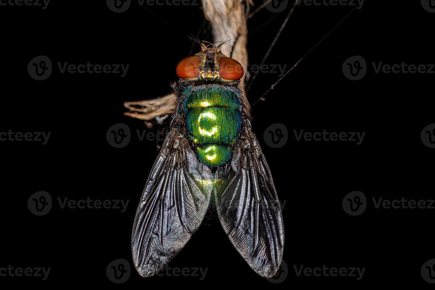 mosca verde adulta foto