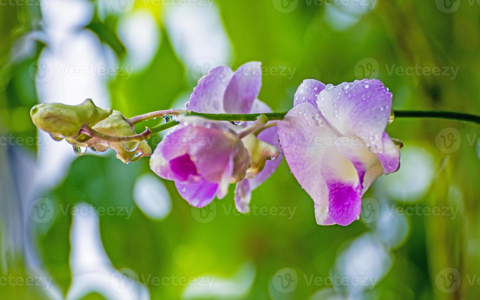 flor de orquídea com gota de chuva no jardim foto