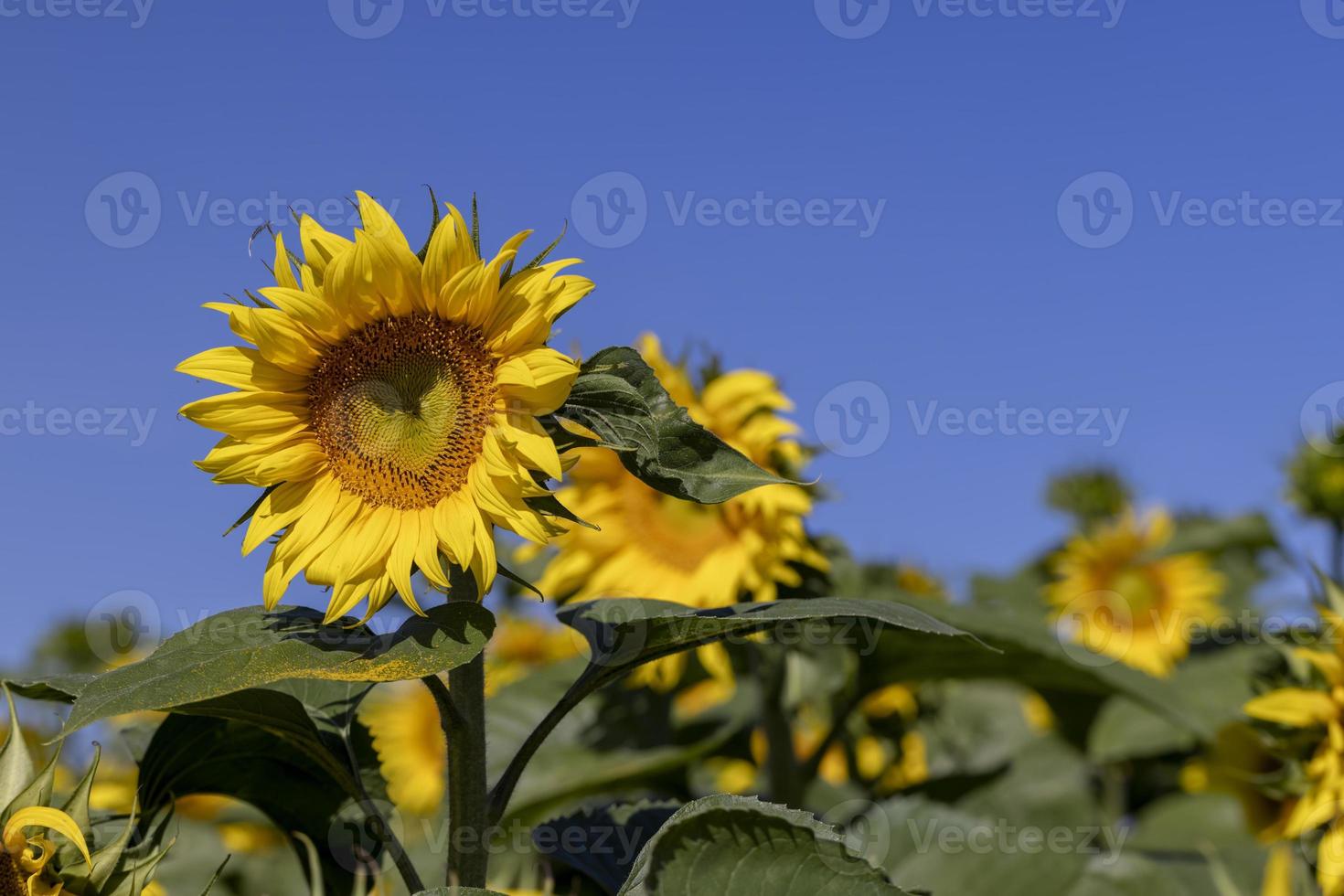 lindos girassóis amarelos florescendo no verão foto