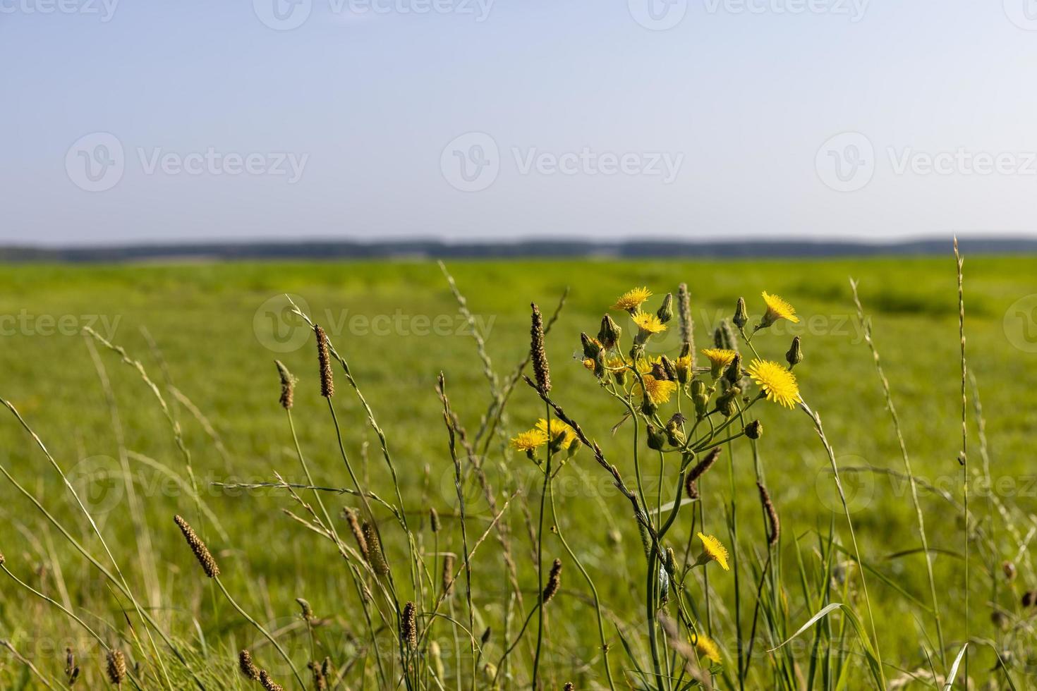 campo com grama para colheita de forragem para vacas foto