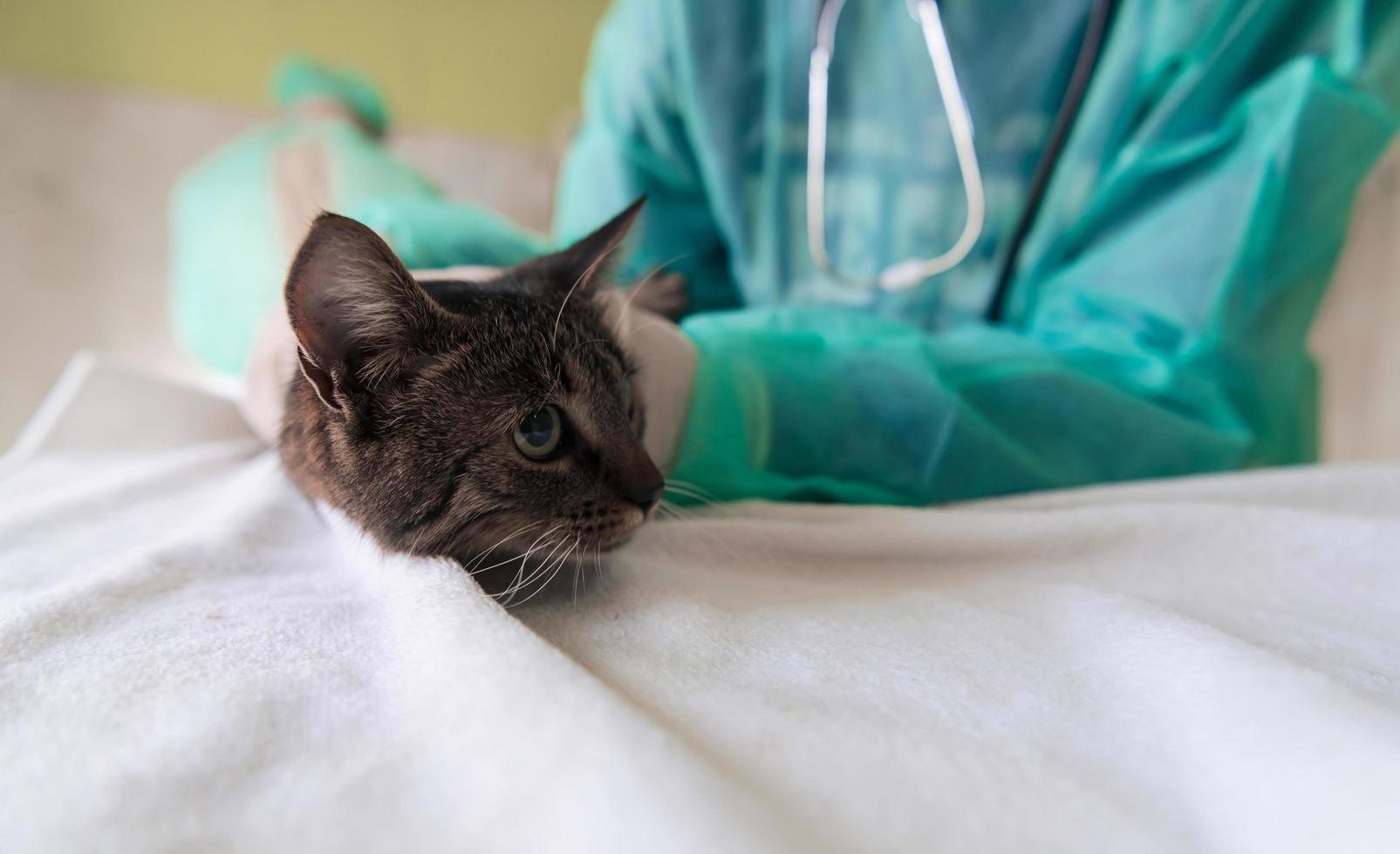 clínica veterinária. retrato de médica no hospital de animais segurando gato doente bonito foto