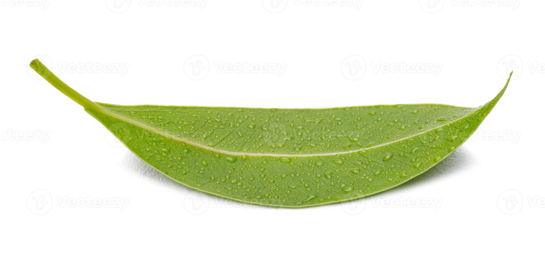 folhas verdes frescas com tiro macro de gota de água isolam no fundo branco foto