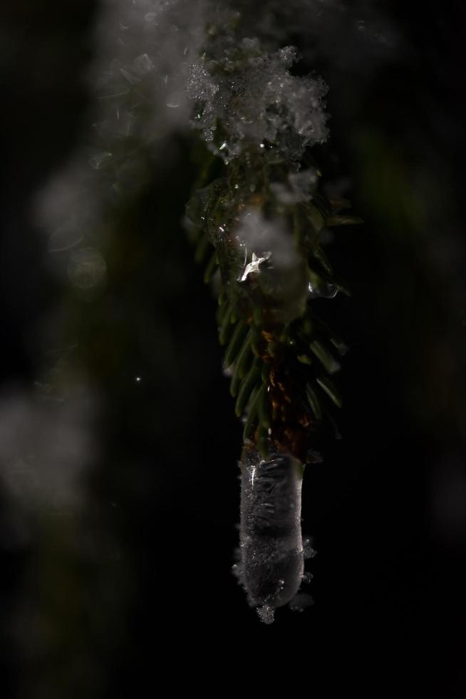 árvore coberta de neve fresca na noite de inverno foto