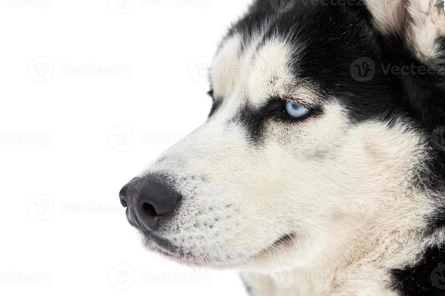 cara de cão de trenó husky, isolado foto