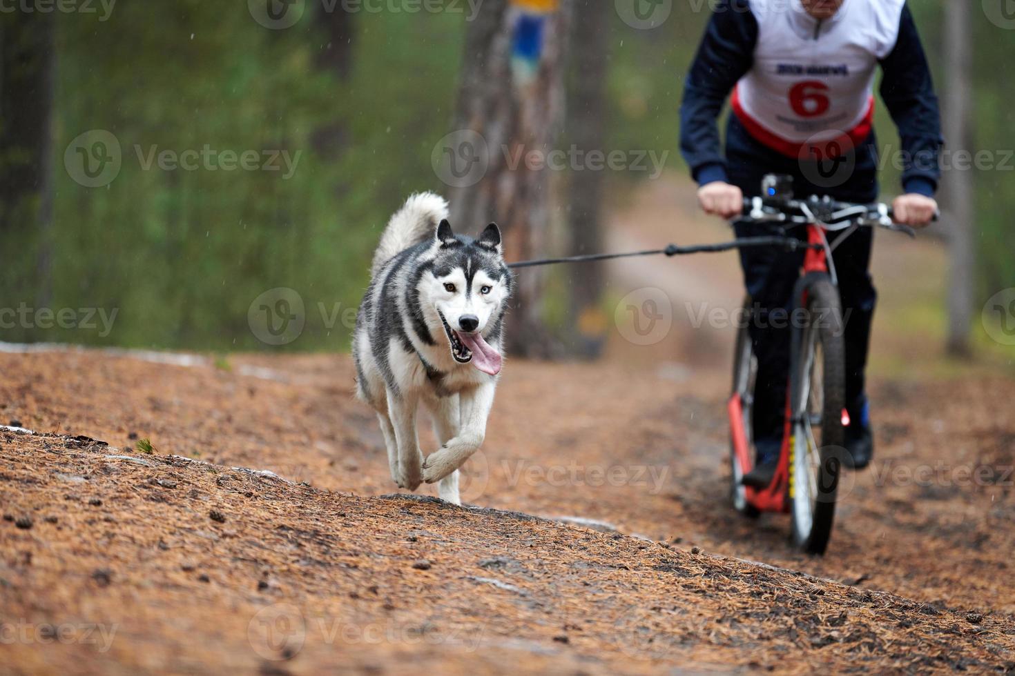 corrida de mushing de cães bikejoring foto