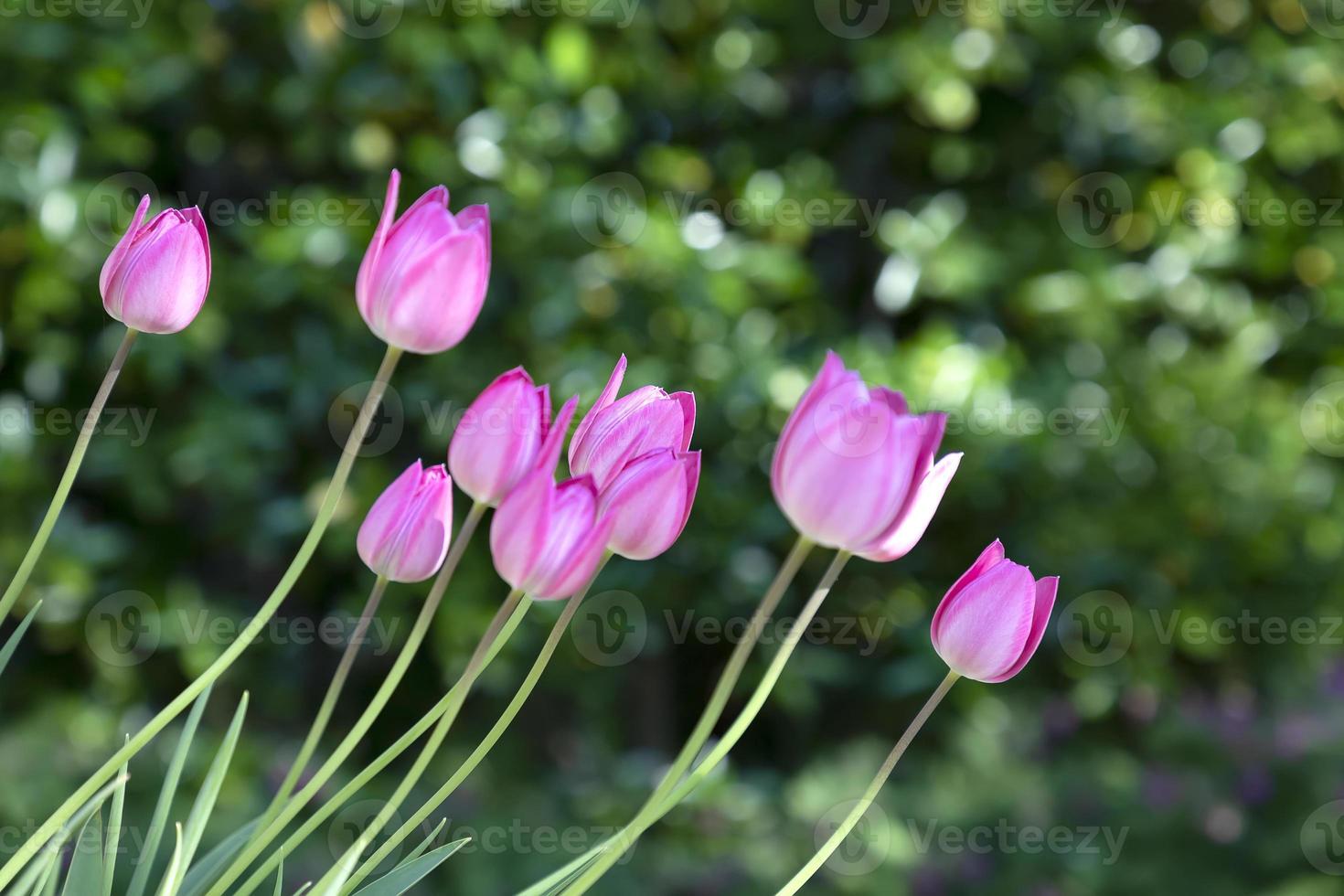 flor de tulipa. flores de tulipas coloridas no jardim. linda flor de tulipas  para design de conceito de beleza e agricultura de cartão postal. 11653322  Foto de stock no Vecteezy