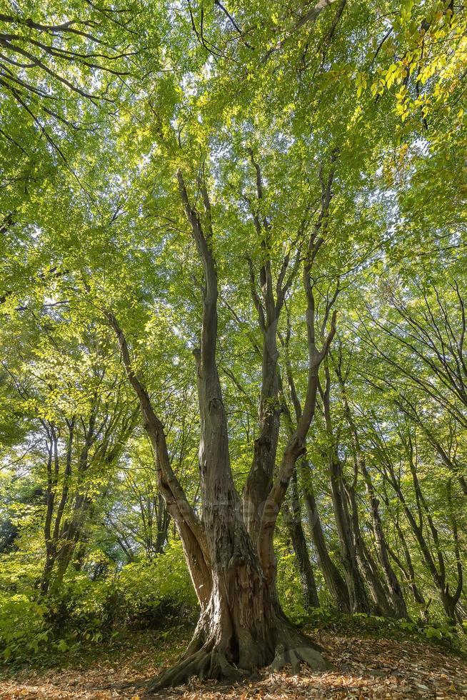 bela árvore velha grande com folhas verdes na floresta. visão vertical foto