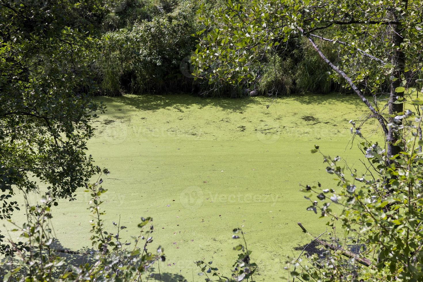 terreno pantanoso com plantas no verão foto