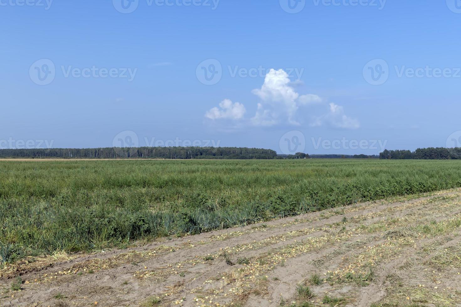 um campo com uma colheita de cebola madura durante a colheita de alimentos foto