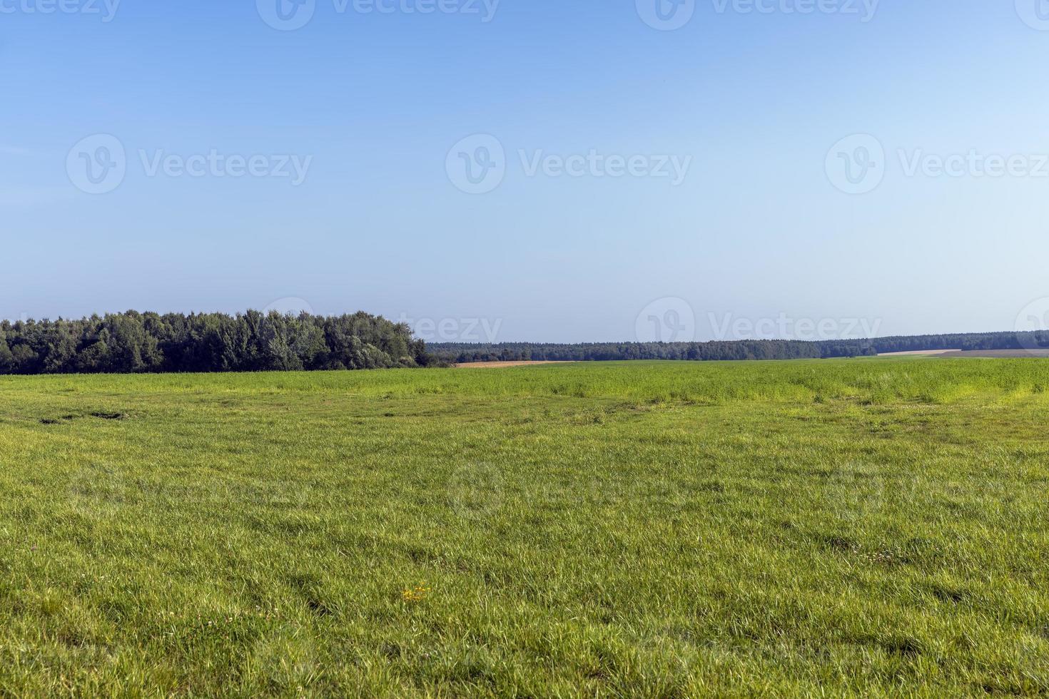 campo com grama para colheita de forragem para vacas foto