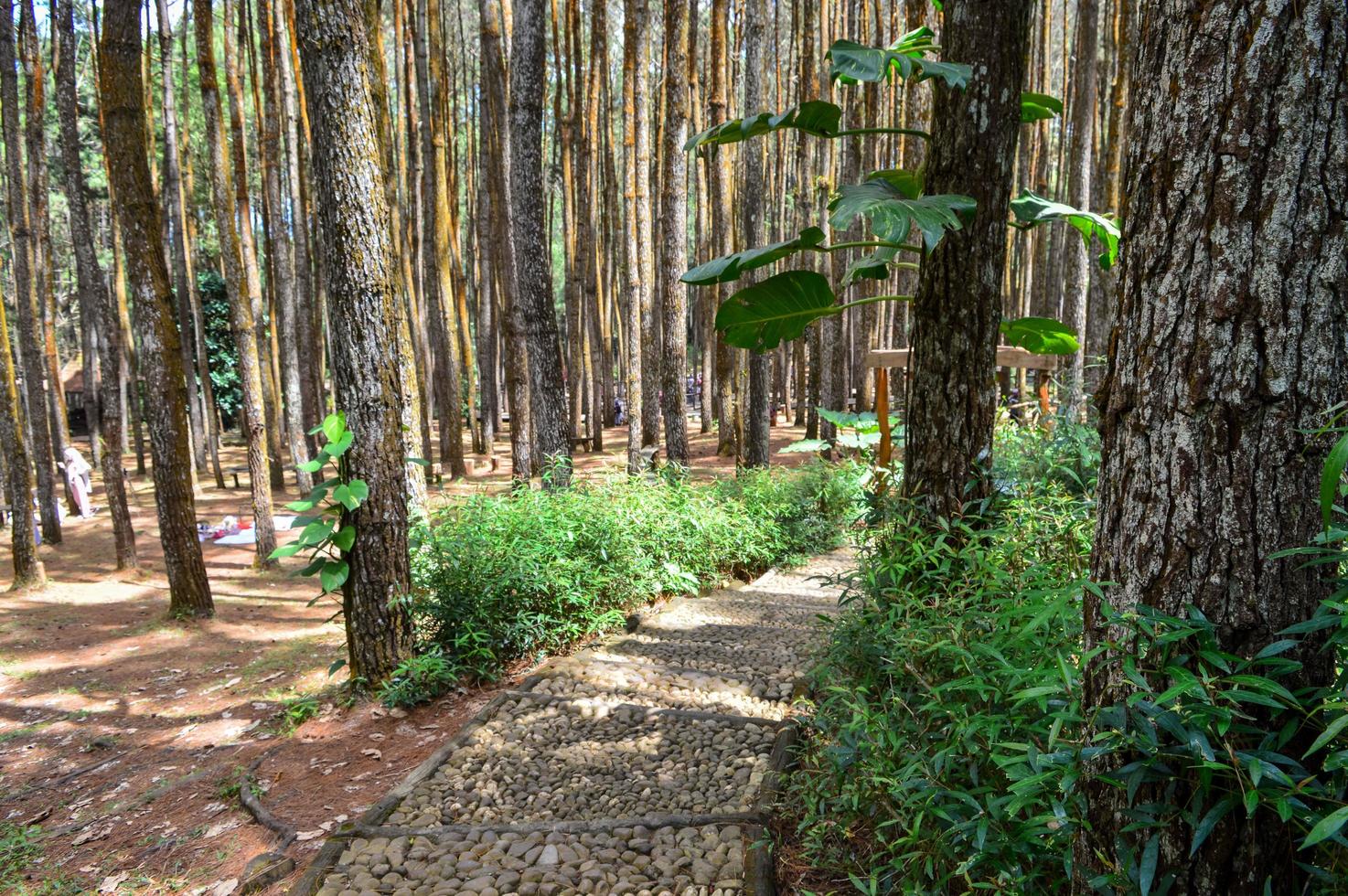 parque turístico da floresta de pinheiros mangunan, yogyakarta foto