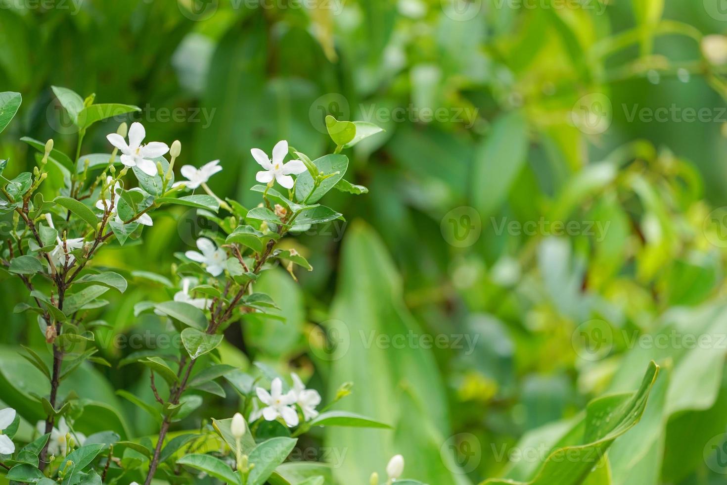 fechar a flor ao meio-dia no parque ou jardim com fundo desfocado foto